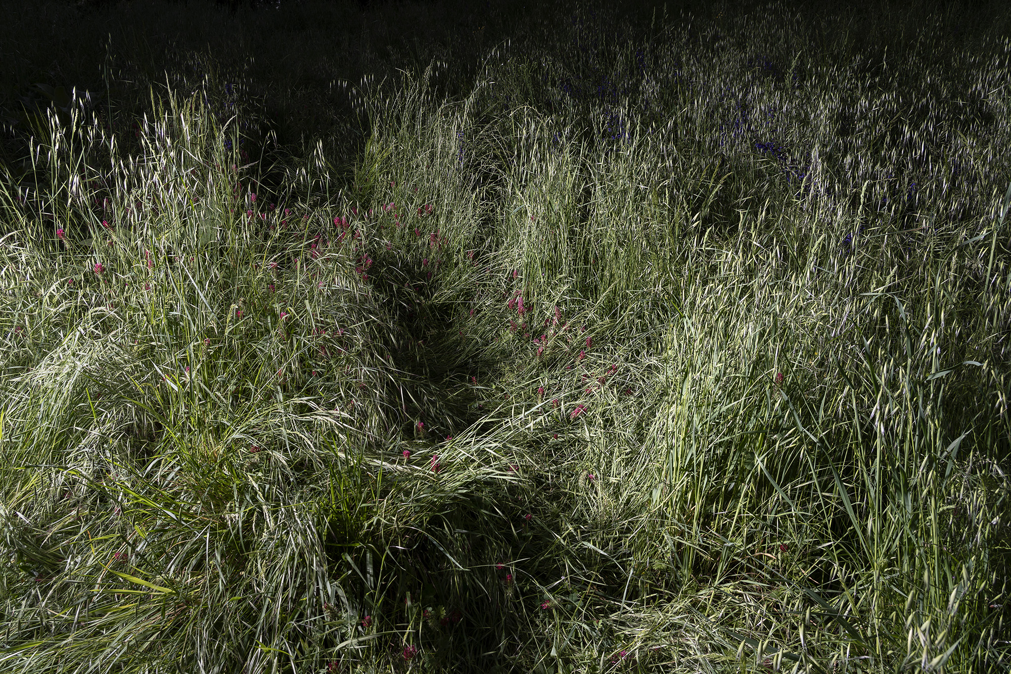 Campo incolto nei pressi di Monte Sole ( BO ). Tra la fine di Settembre e l'inizio di Ottobre del 1944 un battaglione delle SS dette il via ad un massiccio rastrellamento nei paesi intorno al comprensorio del Monte Sole, fra le provincie di Firenze e Bologna, con l'intento di colpire una brigata partigiana li stanziata e la popolazione civile che la fiancheggiava. Centinaia di civili inermi furono ferocemente uccisi e interi villaggi distrutti. Questo viene ricordato come uno dei grandi massacri operati dalle SS in Italia. 022