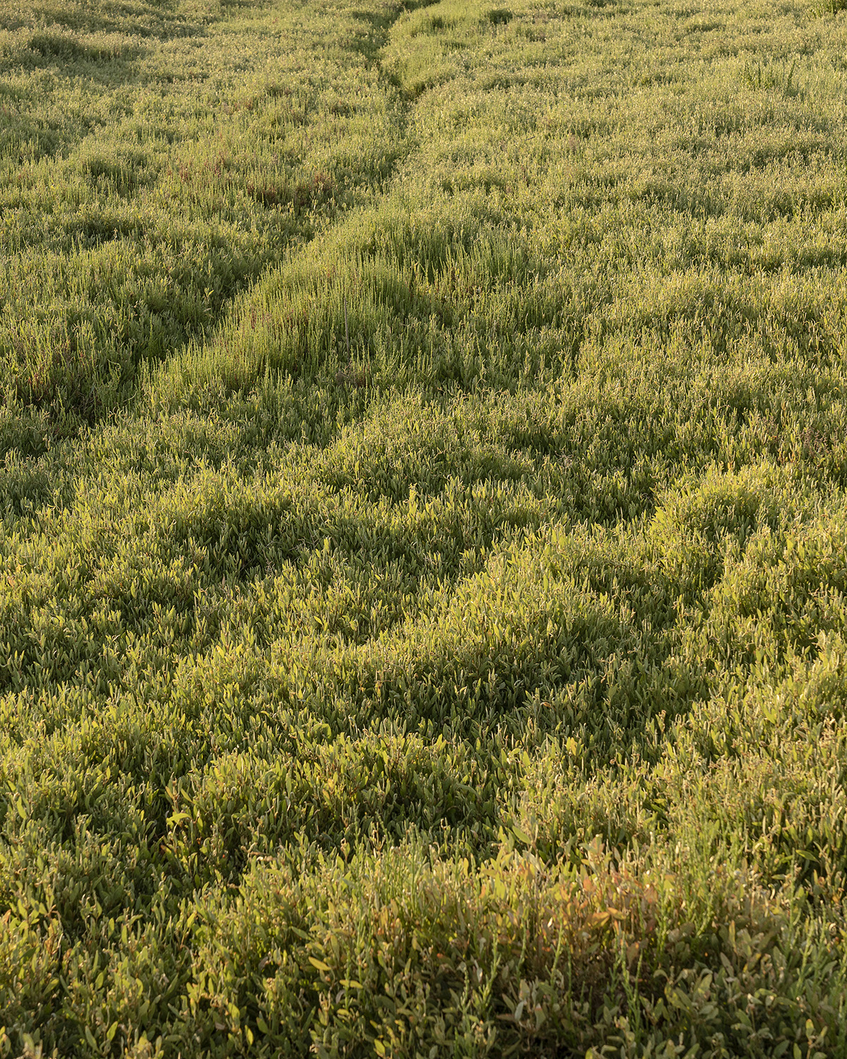 DSC03190-1